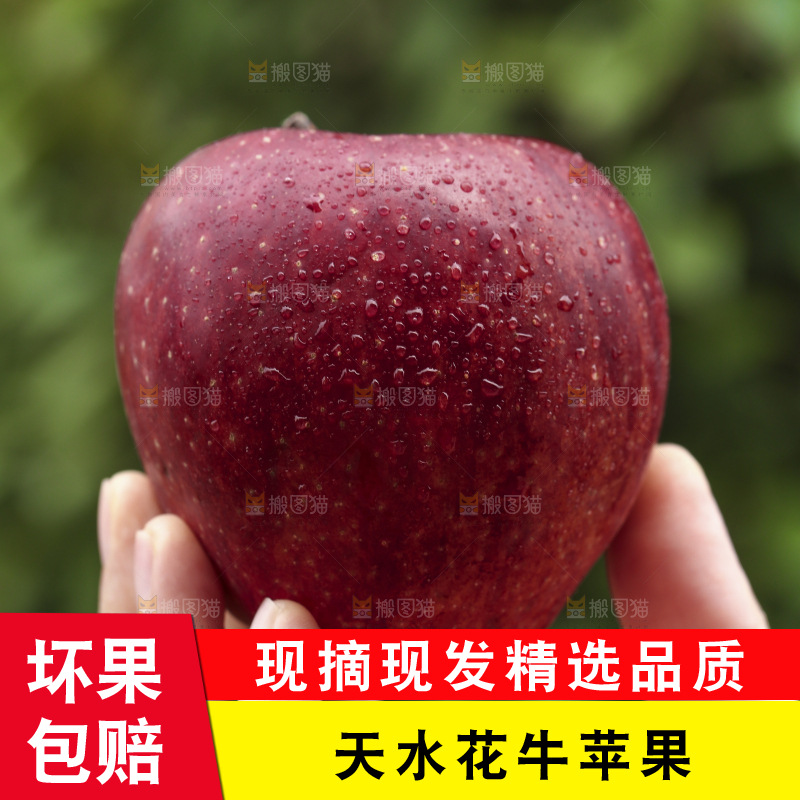 手里拿着花牛苹果