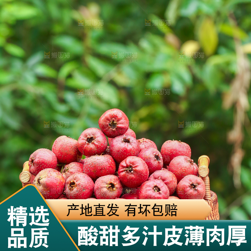 手里拿着新鲜山楂