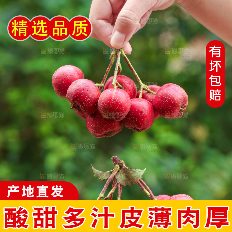 手里拿着新鲜山楂