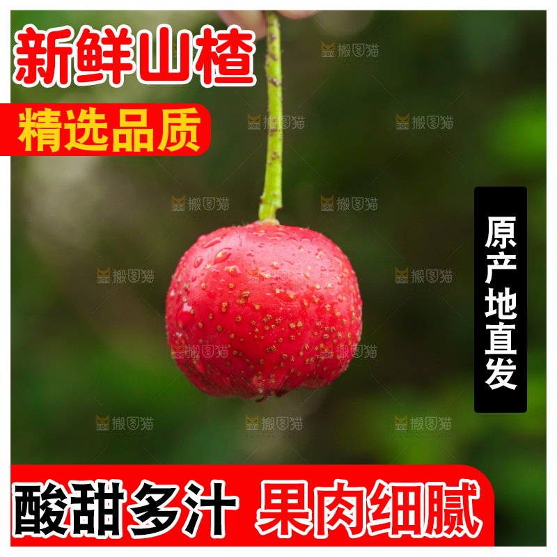 手里拿着新鲜山楂