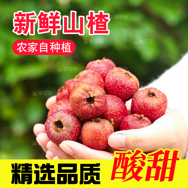 手里拿着新鲜山楂