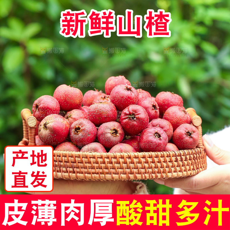 手里拿着新鲜山楂