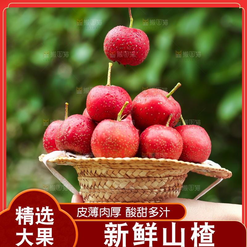 手里拿着新鲜山楂