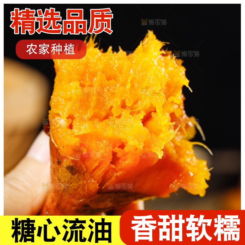 深底上的烟薯25号