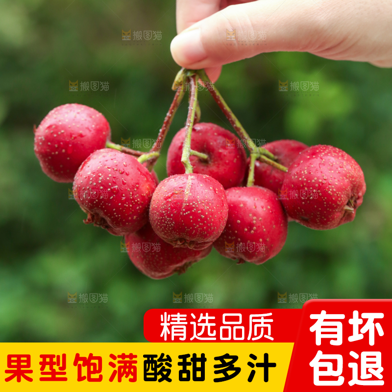 手里拿着新鲜山楂