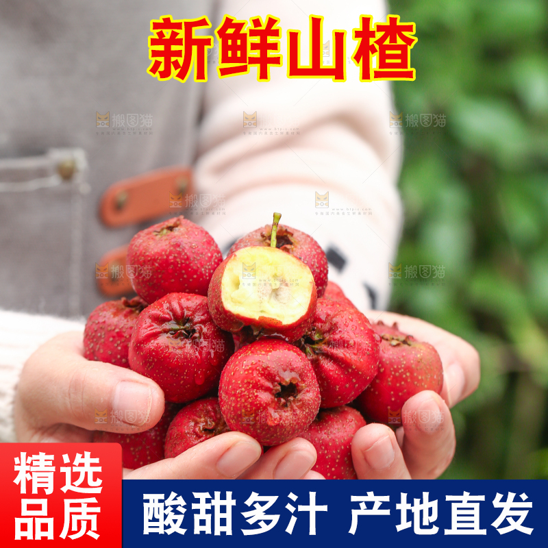 手里拿着新鲜山楂