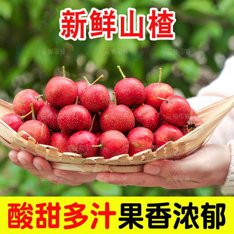 手里拿着新鲜山楂