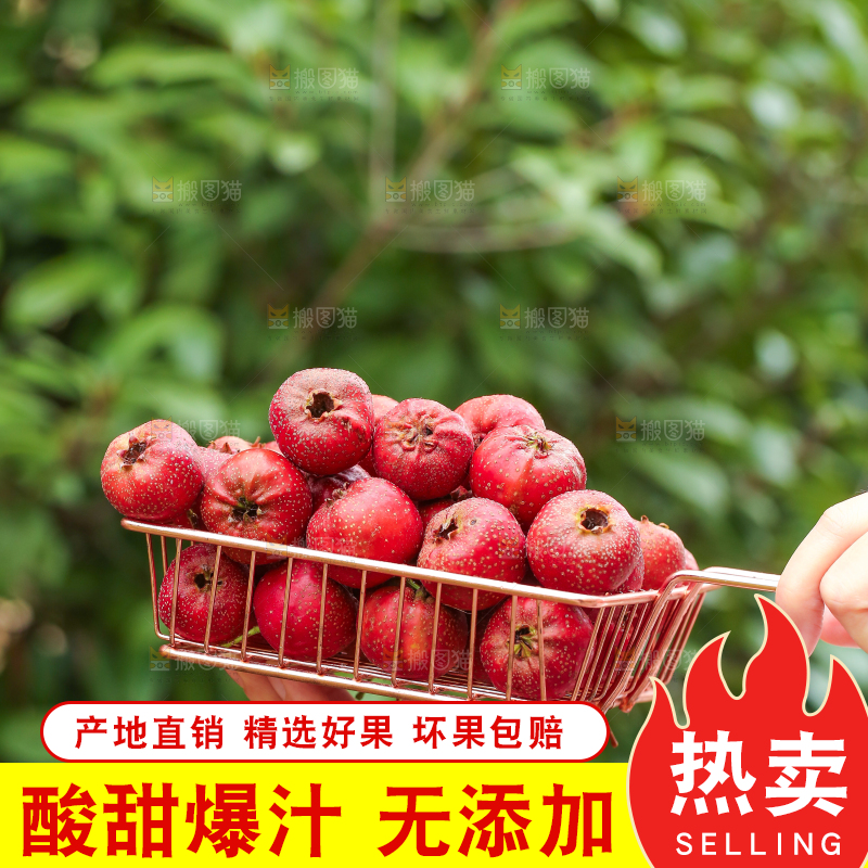 手里拿着新鲜山楂