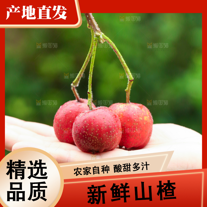 手里拿着新鲜山楂