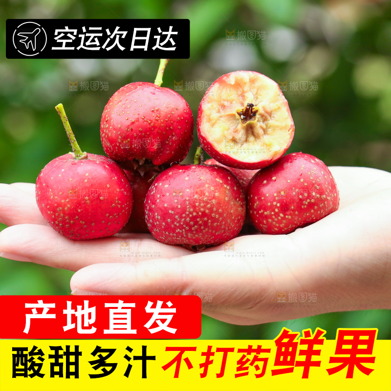 手里拿着新鲜山楂