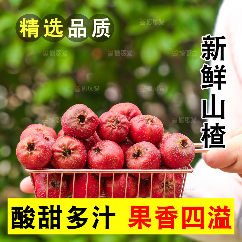 手里拿着新鲜山楂