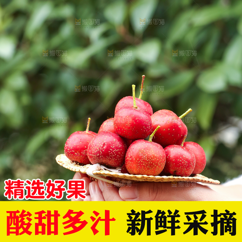 手里拿着新鲜山楂
