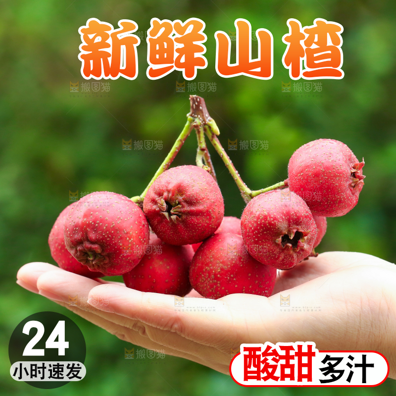 手里拿着新鲜山楂