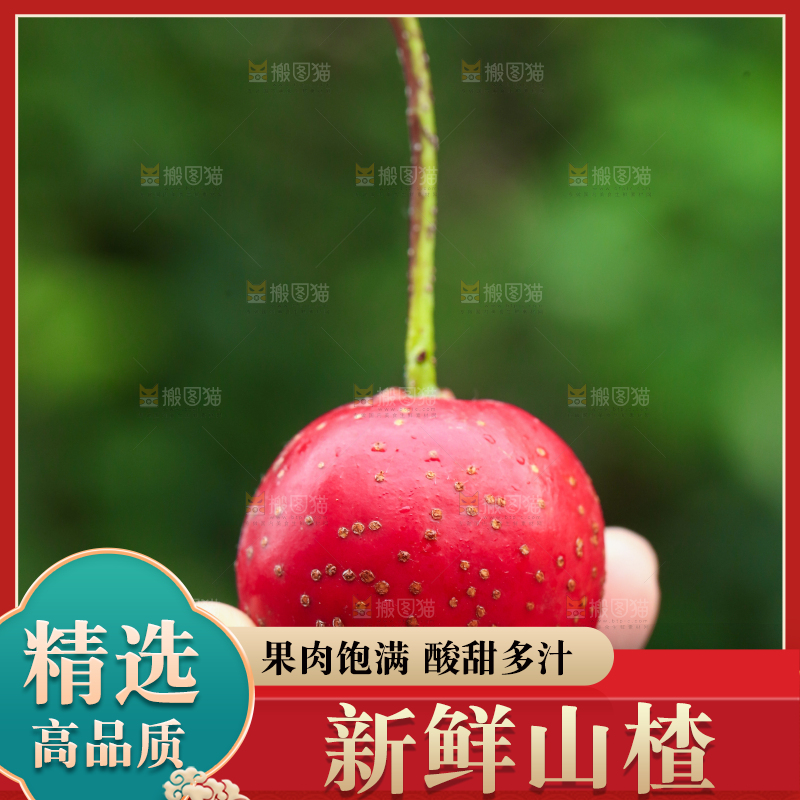 手里拿着新鲜山楂