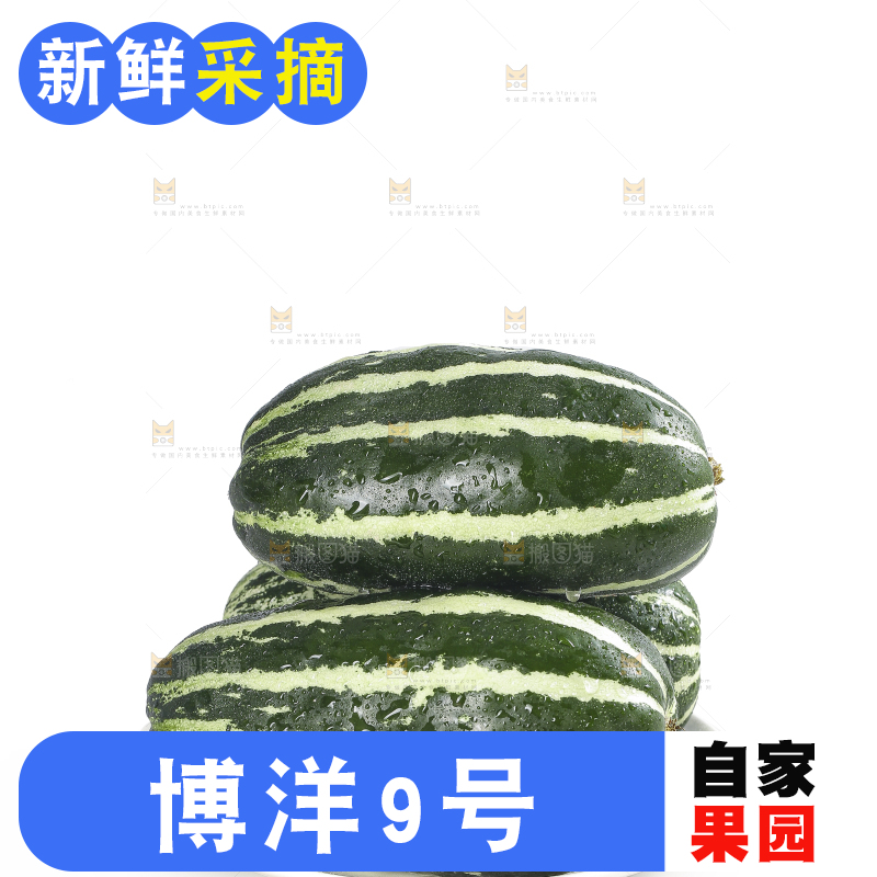 白底上的博洋9号