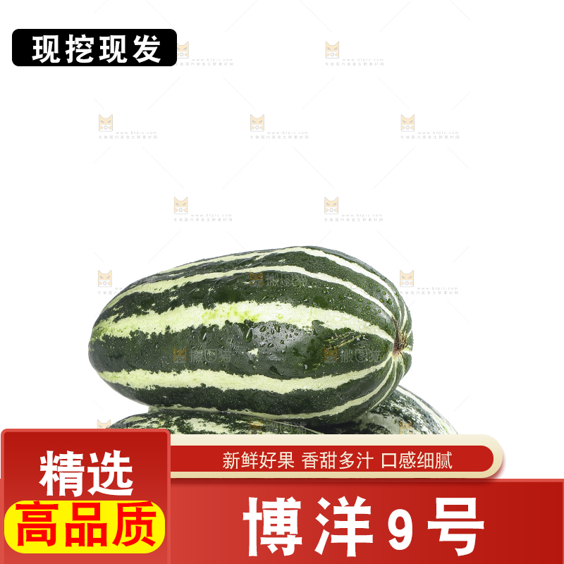 白底上的博洋9号