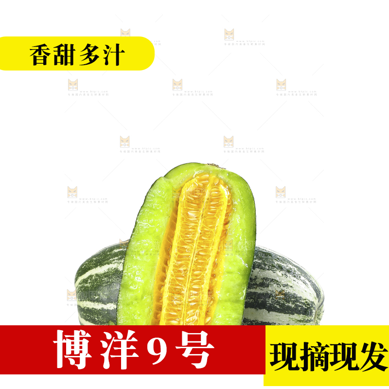白底上的博洋9号