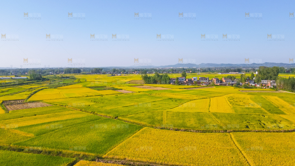 大片航拍稻田