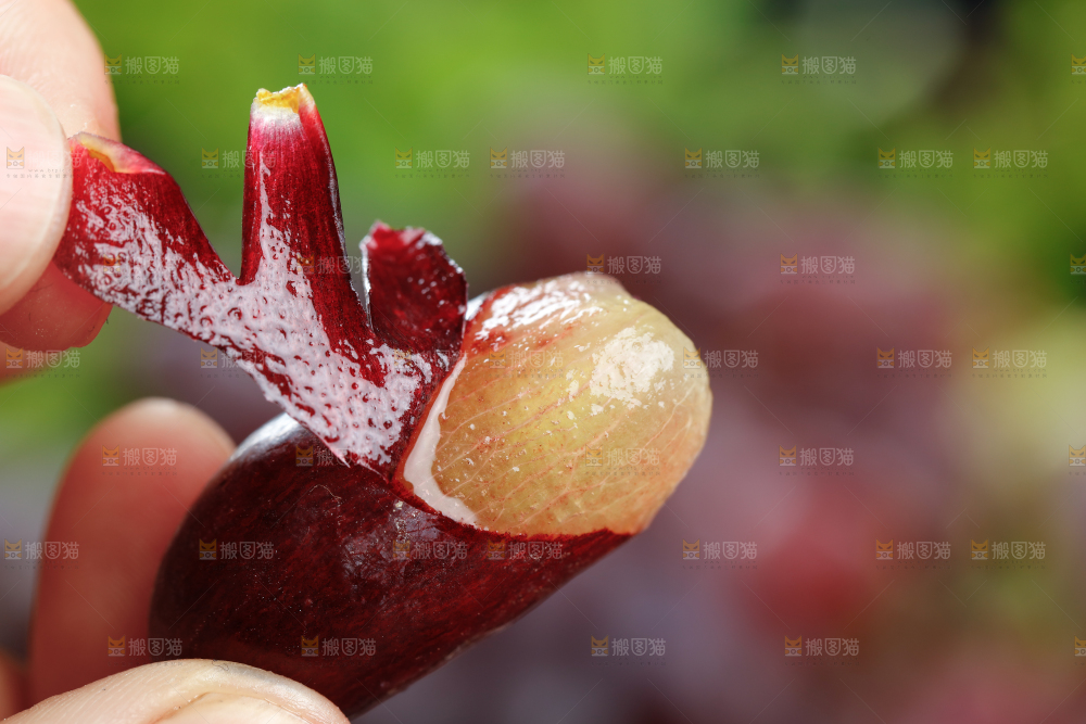 深底上的金手指葡萄