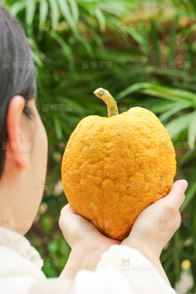 手里拿着香橼果