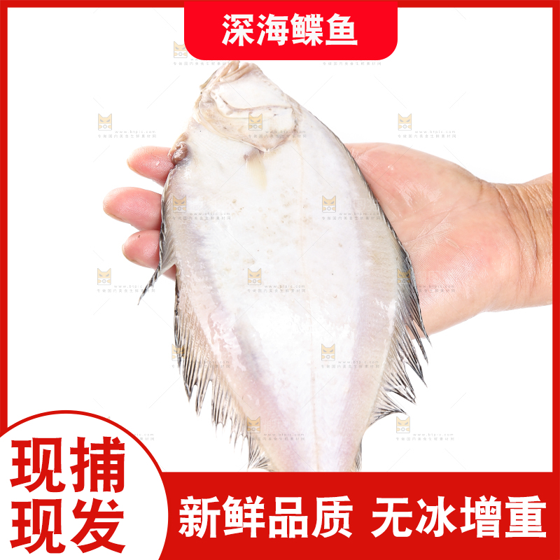 白底上的鲽鱼