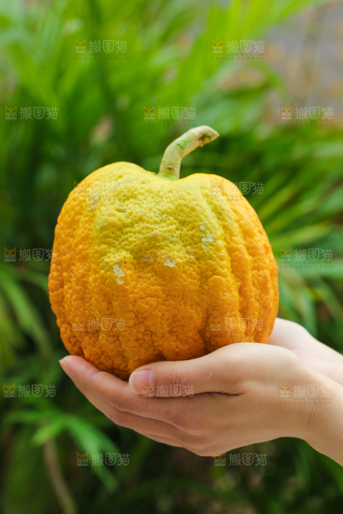 手里拿着香橼果
