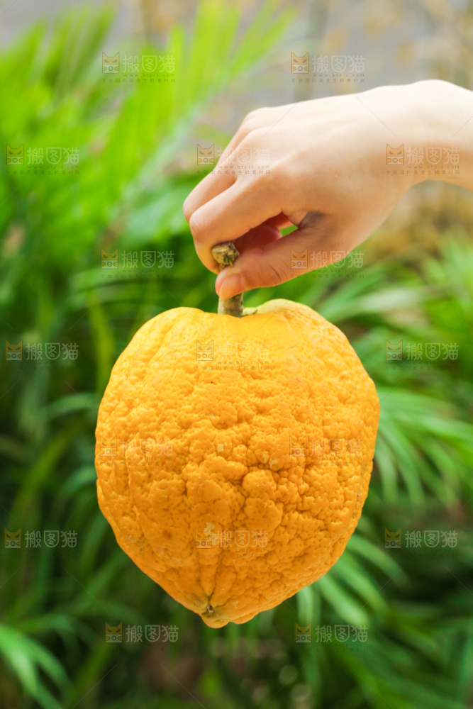 手里拿着香橼果