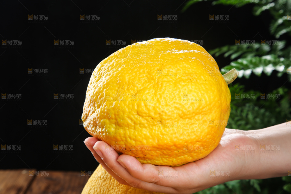 深底上的香橼果