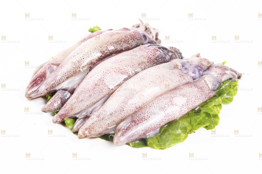白底上的海兔