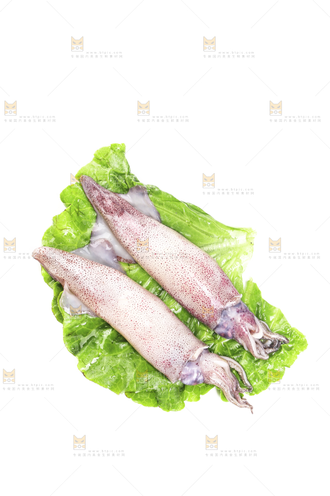 白底上的海兔