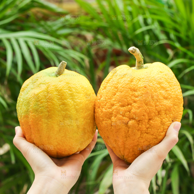 手里拿着香橼果