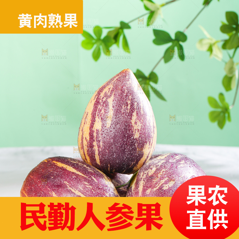 浅底上的民勤人参果