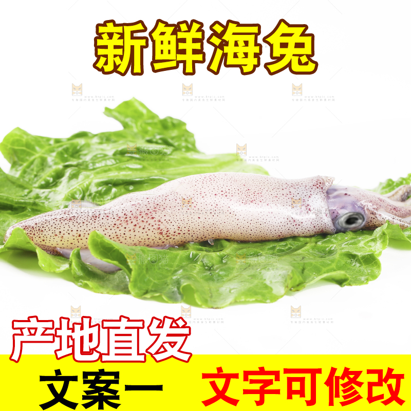 白底上的海兔