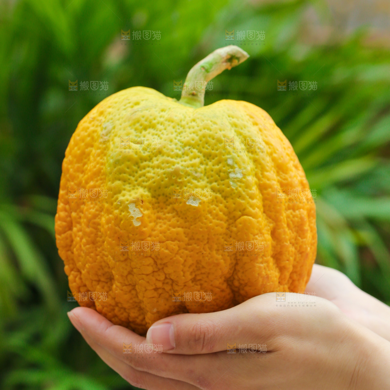 手里拿着香橼果