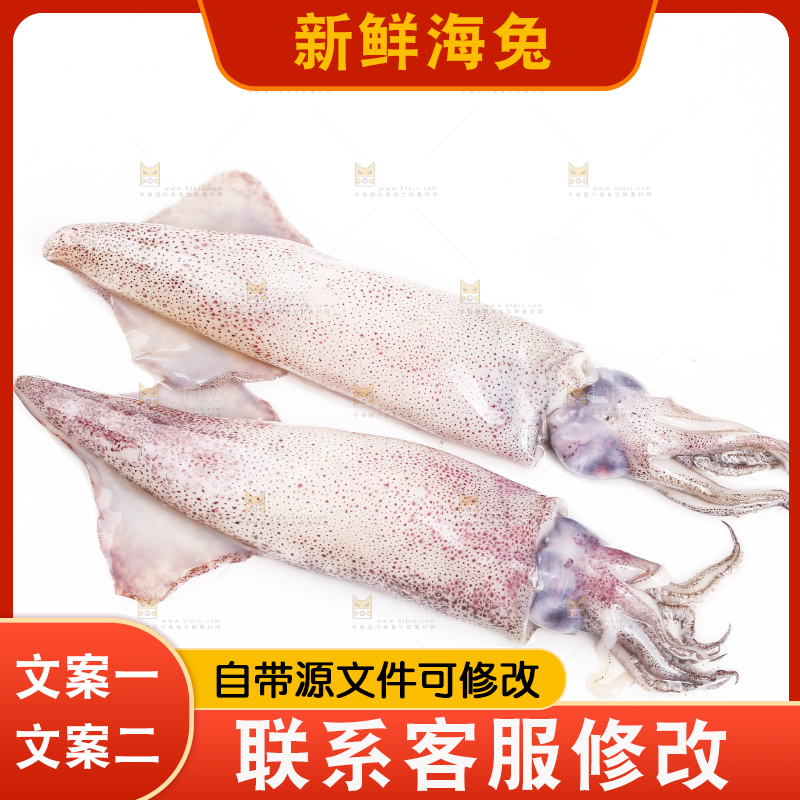 白底上的海兔