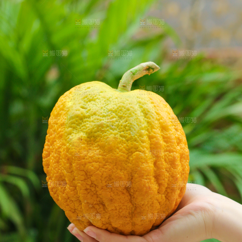 手里拿着香橼果