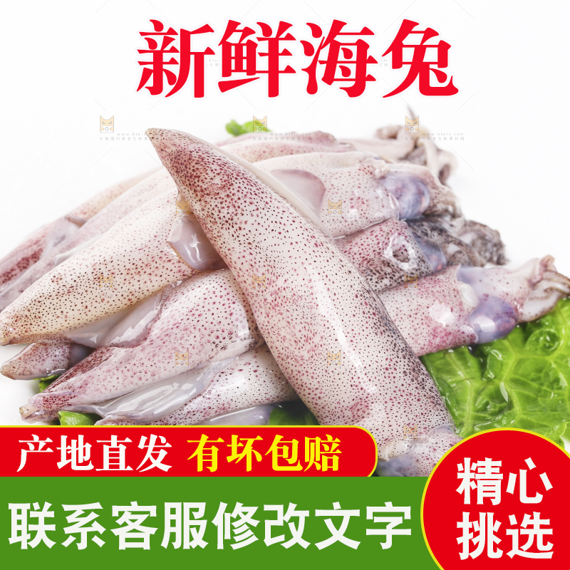 白底上的海兔