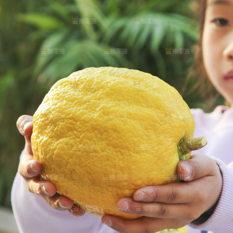 手里拿着香橼果