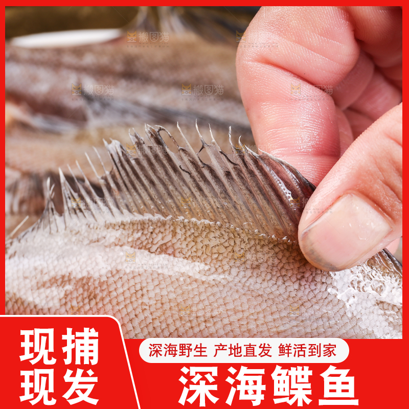深底上的鲽鱼