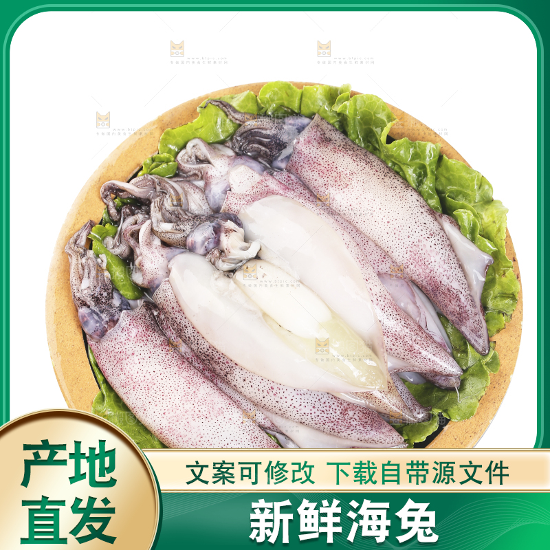 白底上的海兔