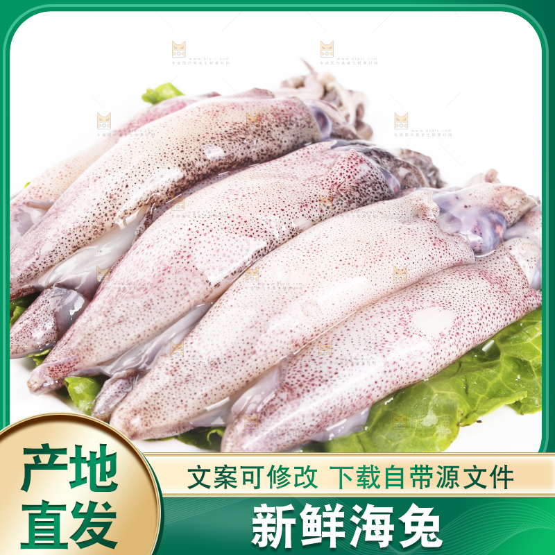 白底上的海兔