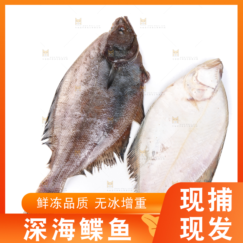 白底上的鲽鱼