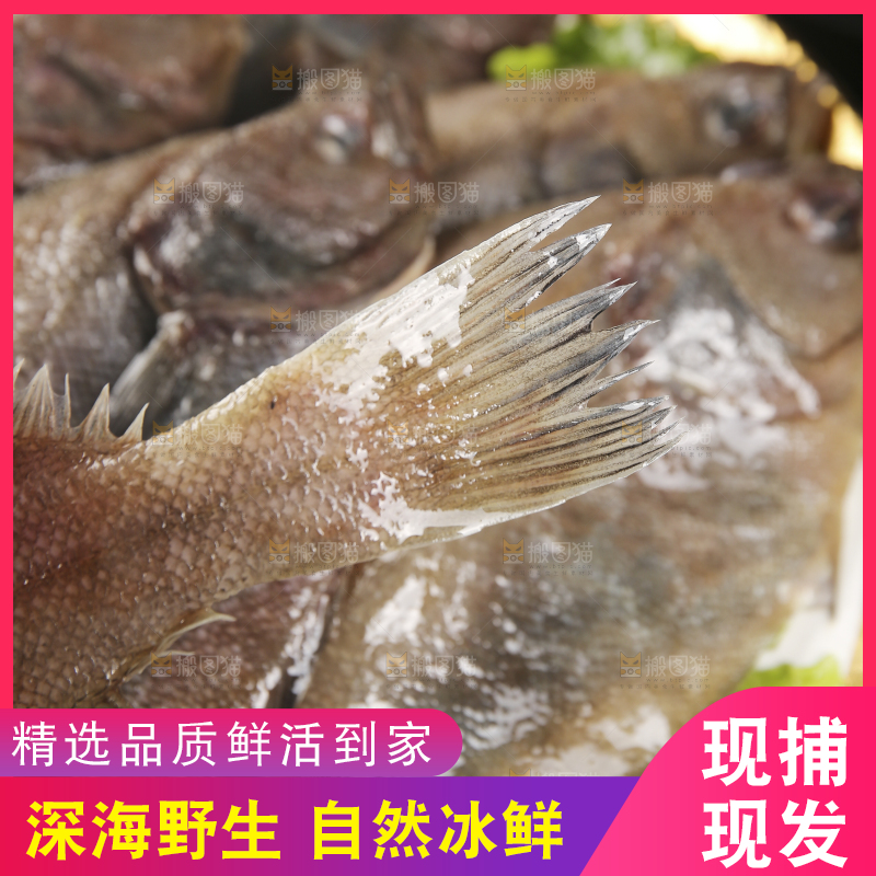 深底上的鲽鱼