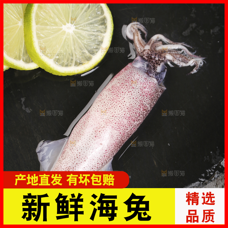 深底上的海兔