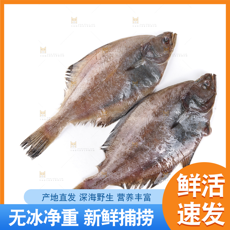 白底上的鲽鱼