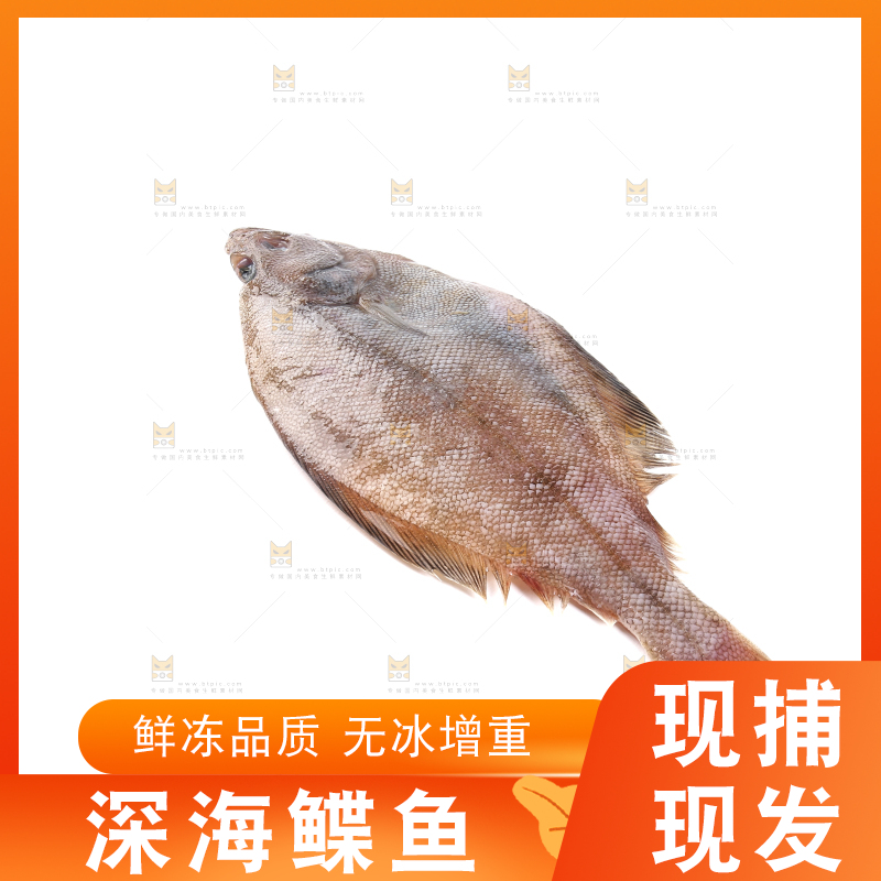 白底上的鲽鱼