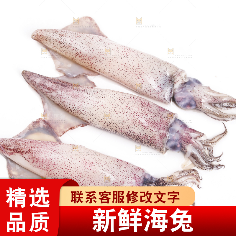 白底上的海兔