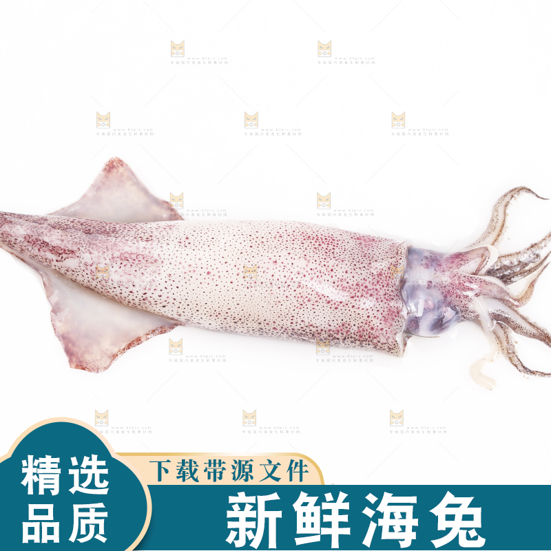白底上的海兔