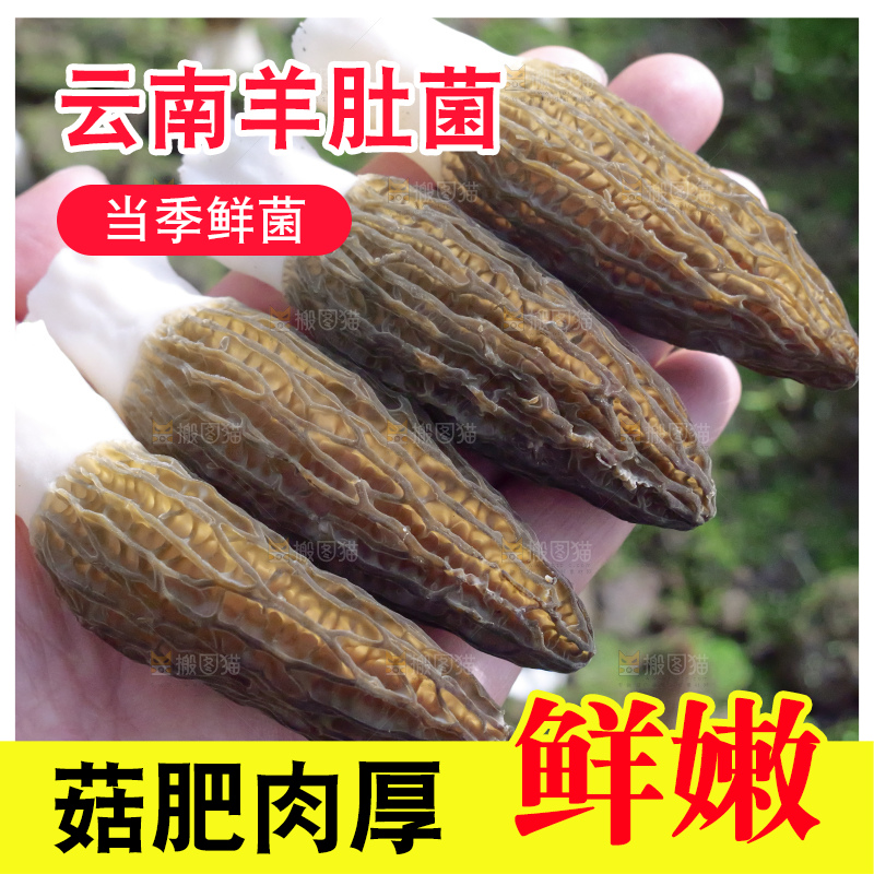 手里拿着新鲜羊肚菌