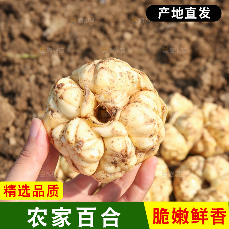 手里拿着新鲜百合